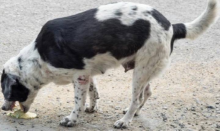 Alerta: veterinário em Serrinha recomenda cuidados com água e alimentos após casos de vômito em cães na Vaquejada