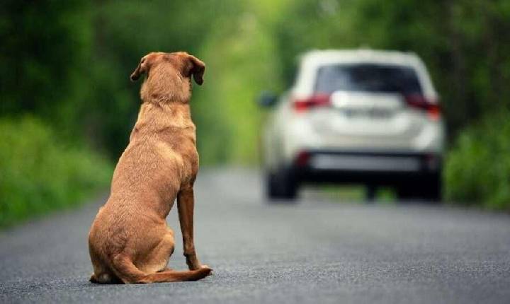Câmara dos Deputados aprova punições mais rígidas para motoristas que abandonarem animais