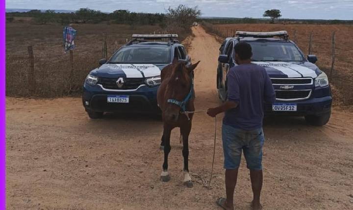 Guarda Civil Municipal recupera cavalo furtado e conduz suspeito em Tucano