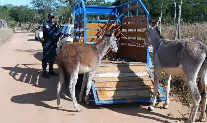 Guarda Municipal apreende quatro animais soltos em estrada da zona rural de Conceição do Coité