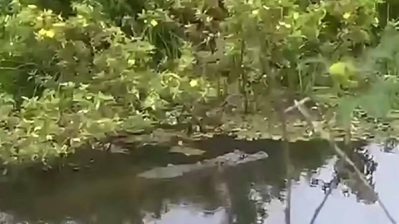 Jacaré com mais de 1 metro é flagrado em açude na zona rural de Lamarão; veja o alerta da Prefeitura