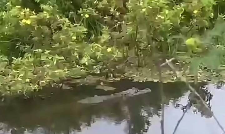 Jacaré com mais de 1 metro é flagrado em açude na zona rural de Lamarão; veja o alerta da Prefeitura