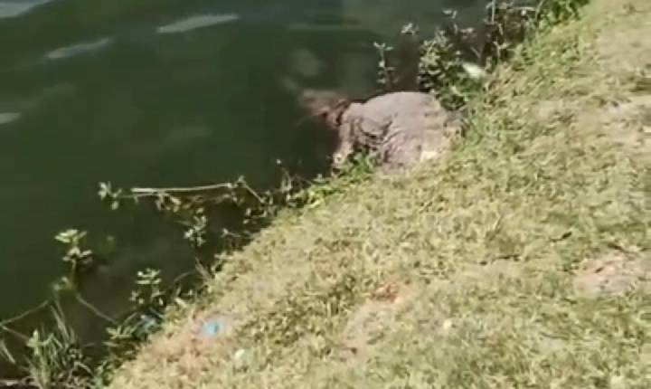 Jacaré de quase 2 metros é encontrado morto na Lagoa Grande, em Feira de Santana