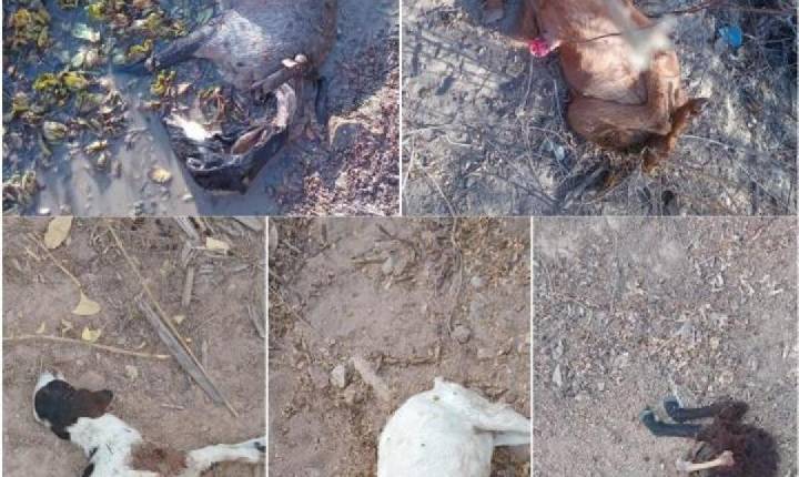 Novo ataque de cães mata seis animais e causa prejuízo a criadores na zona rural de Barrocas