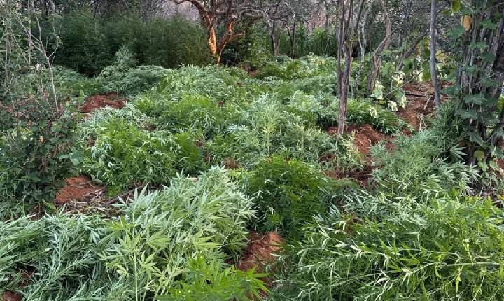 Operação conjunta localiza e destrói plantação com cerca de 22 mil pés de maconha na Bahia