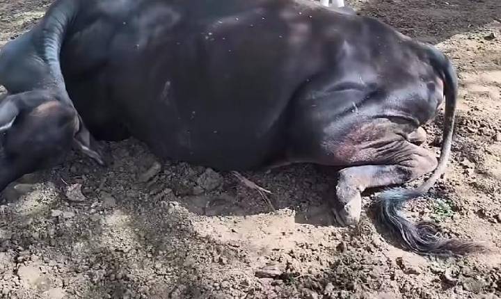 Vacas são encontradas mortas a tiros em município da região do sisal