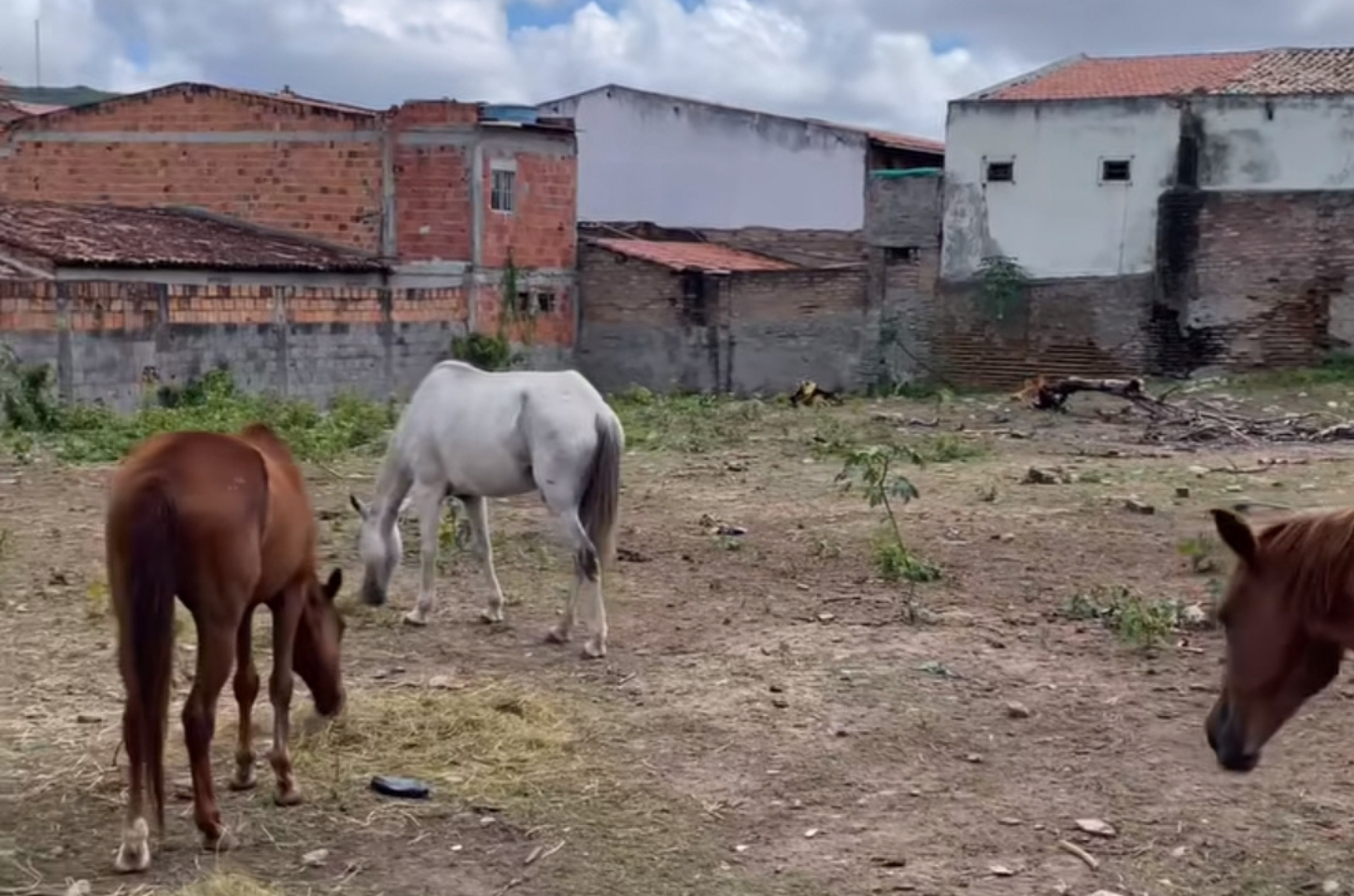 Animais de grande porte são apreendidos em Serrinha após implementação de novo Decreto