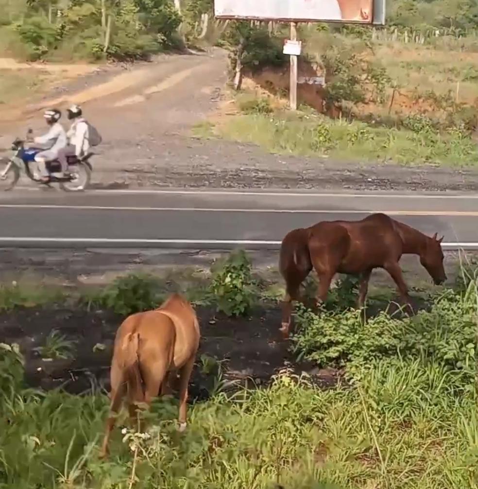 Animais soltos em Serrinha fazem Prefeitura endurecer regras; Multas podem chegar a R$ 3.000