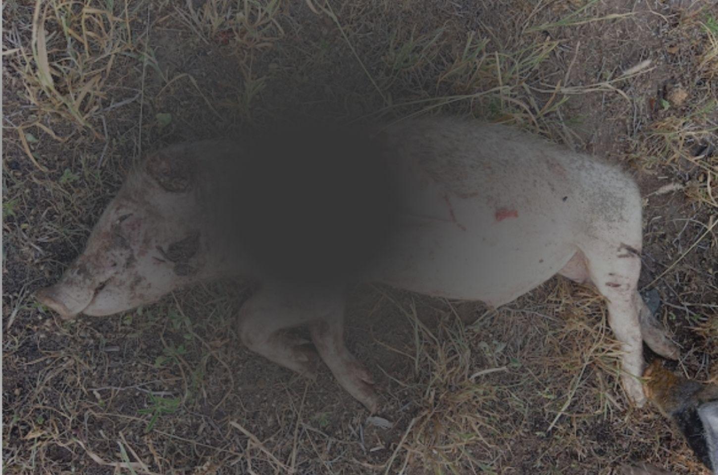 Ataques de cães a animais em propriedade rural geram revolta em Barrocas