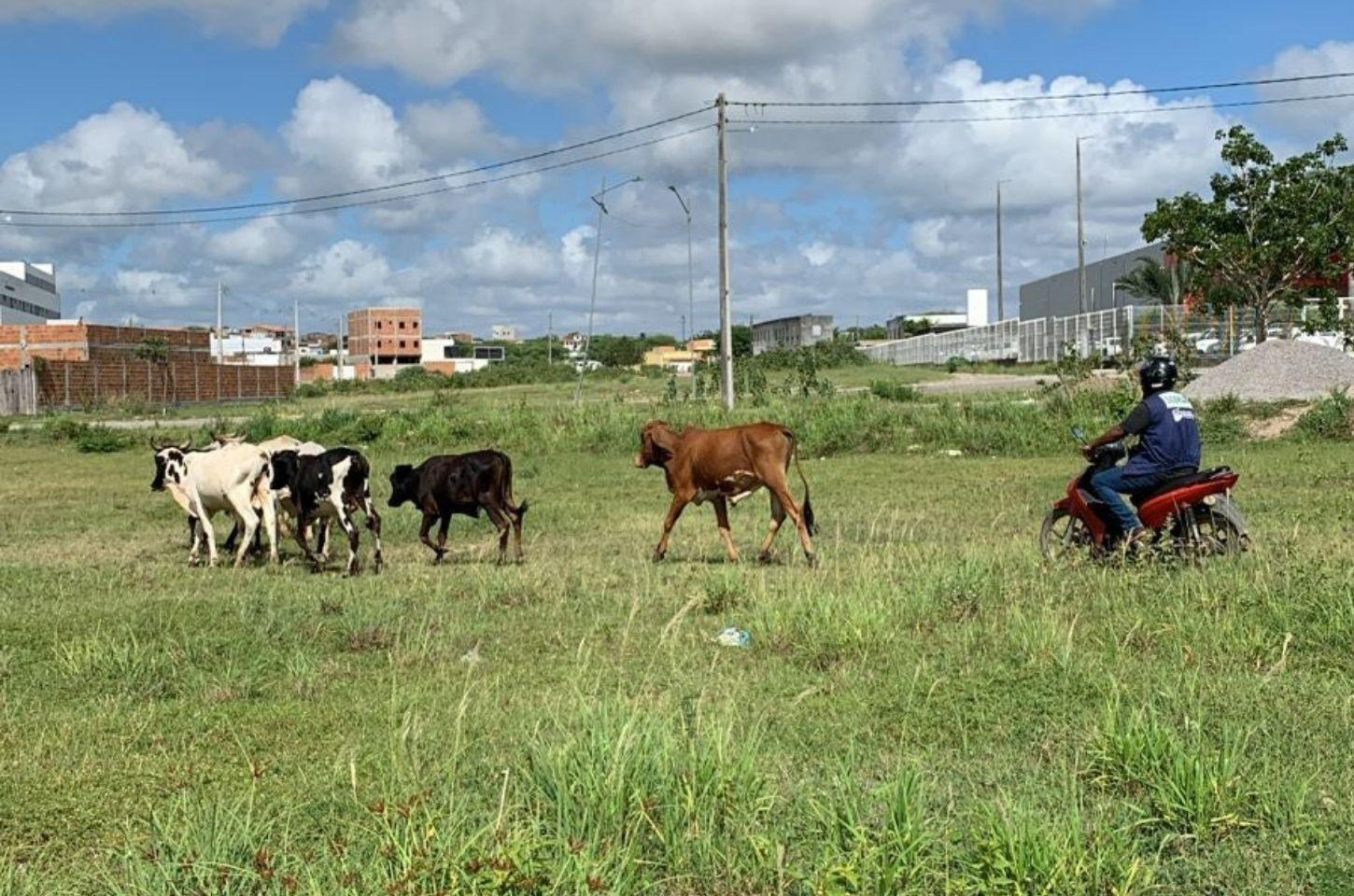 MP apura decreto sobre apreensão de animais em Serrinha; Prefeitura emite nota 