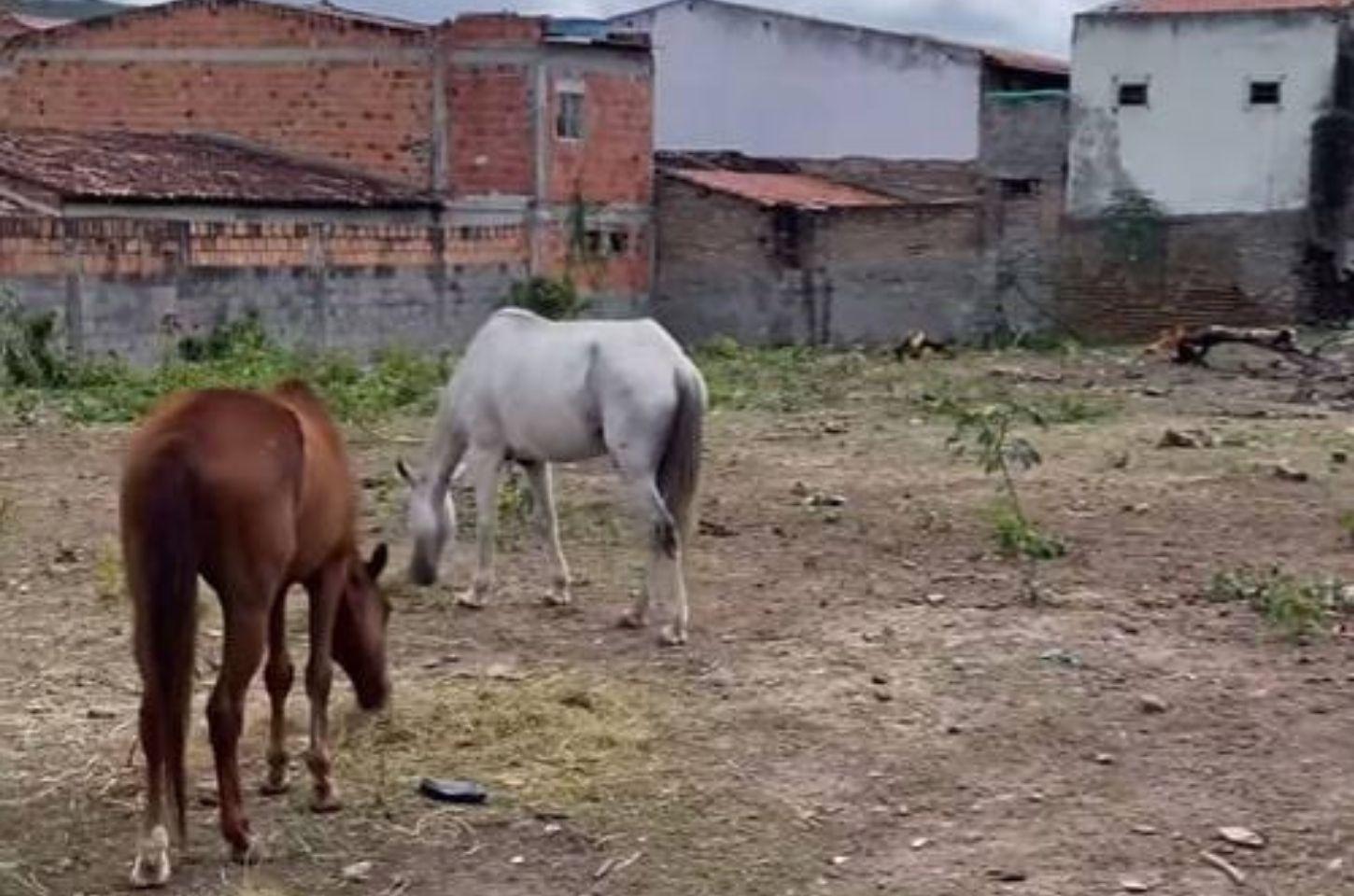 Prefeitura de Serrinha altera Decreto de apreensão e doação de animais