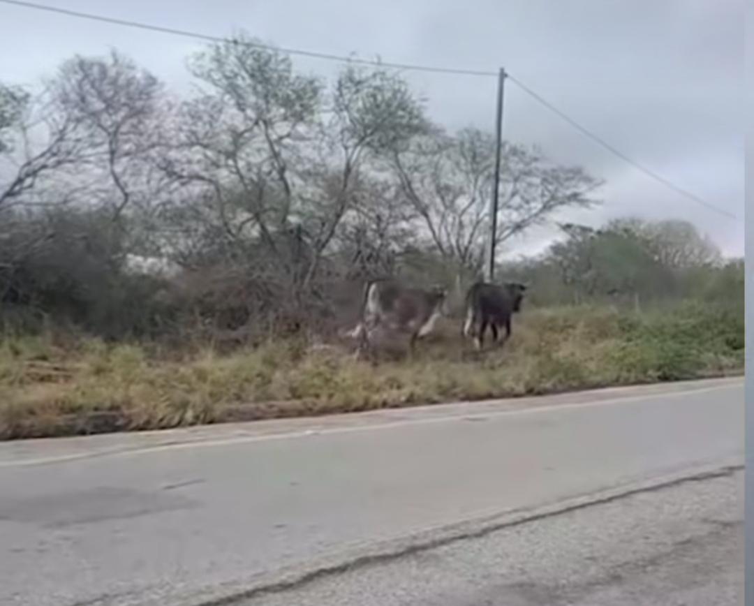 Prefeitura de Serrinha disponibiliza número para denúncias de animais soltos nas ruas
