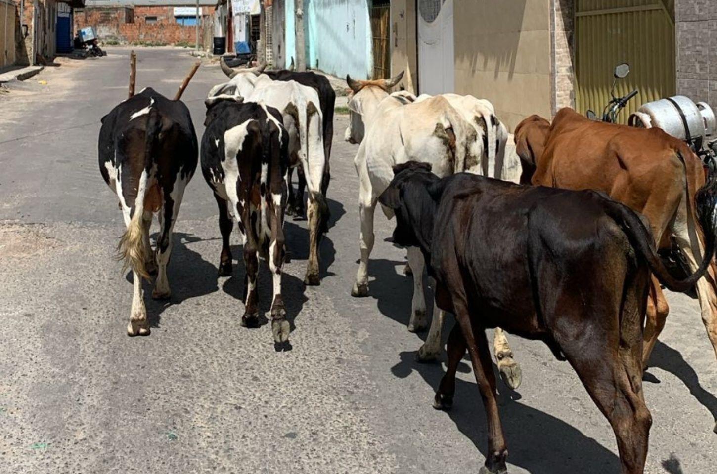 Secretaria de Meio Ambiente apreende sete bovinos em Serrinha