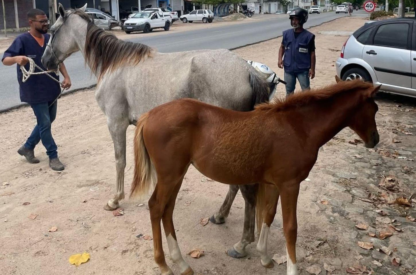 Secretaria de Meio Ambiente recolhe égua e potro às margens da BA-409 em Serrinha