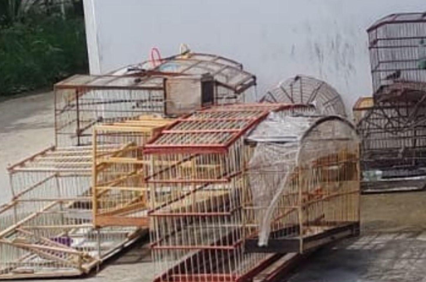 Aves são apreendidas e homens conduzidos por suspeita de maus-tratos em Serrinha