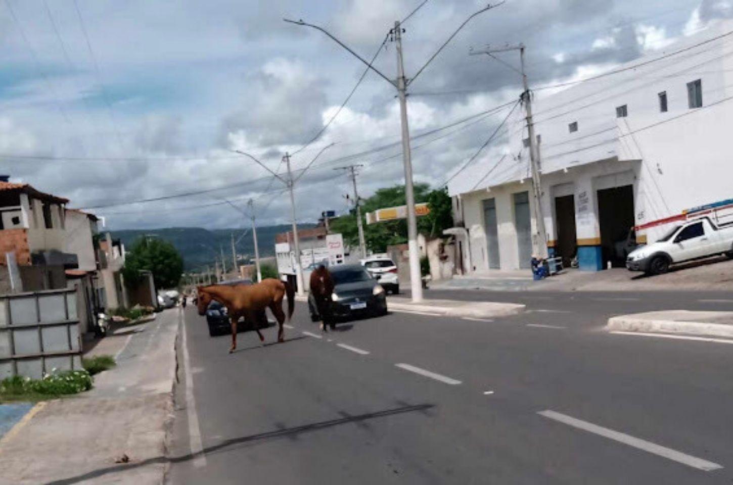 Barrocas endurece regras para animais soltos e estipula valores para resgate