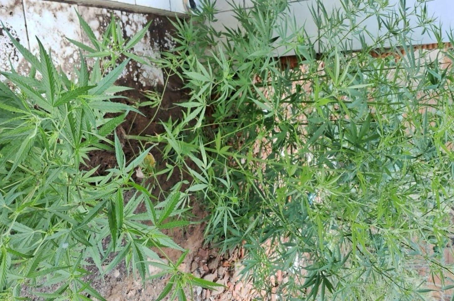 Polícia apreende pés de maconha no entorno de imóvel na região do sisal