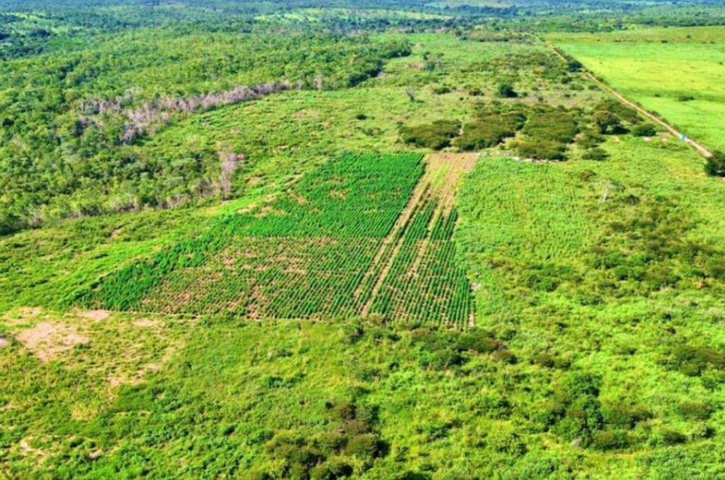 Polícia erradica plantação de maconha na divisa entre Bahia e Piauí