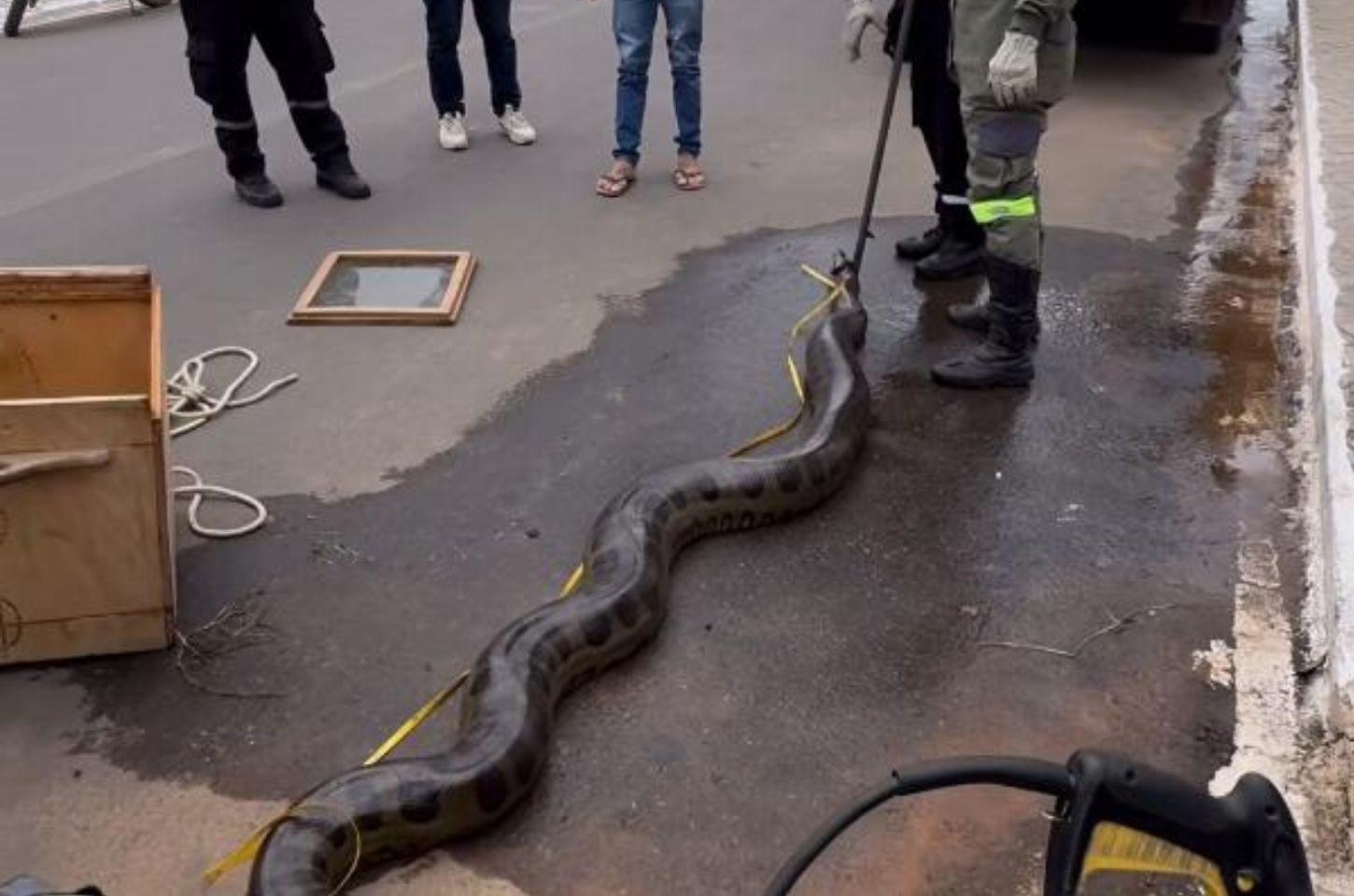 Sucuri de quase 5 metros é resgatada em Euclides da Cunha