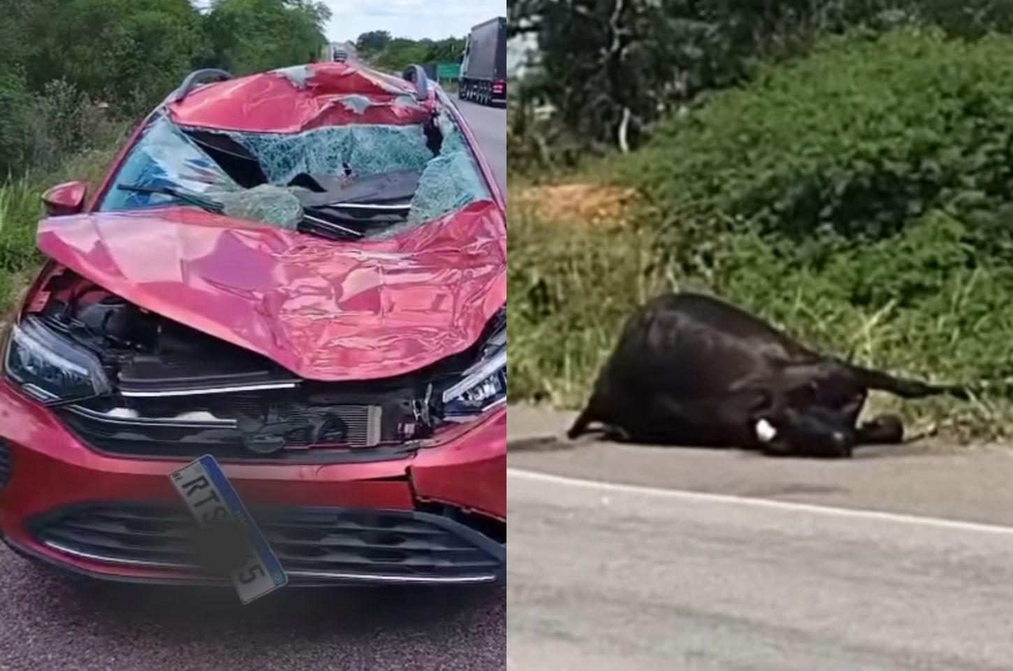 Família sofre acidente após colidir com vaca na BR-116 Norte
