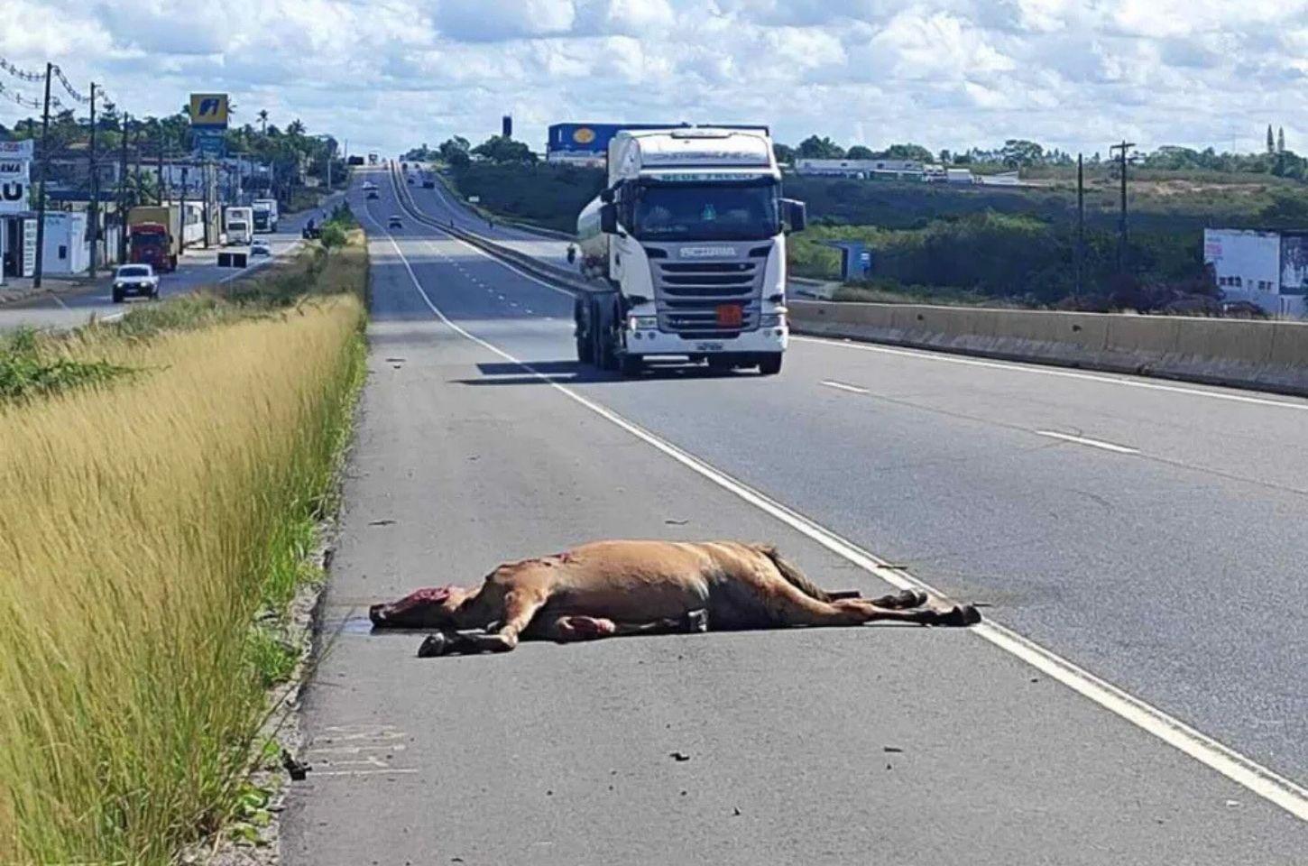 Neblina e animal na pista provocam acidente com dois veículos na BR-116 Norte em Feira
