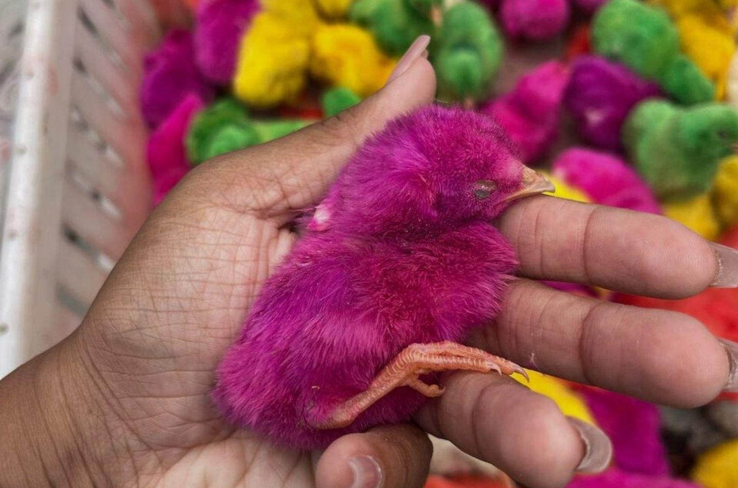 Secretaria de Meio Ambiente apreende 950 pintinhos coloridos no centro de Serrinha