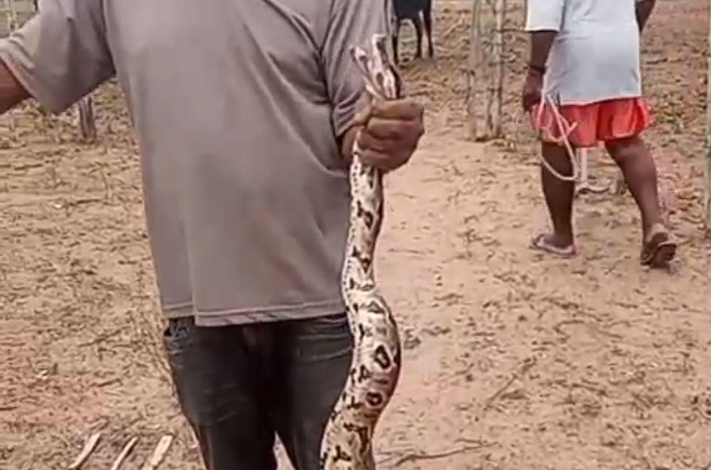 Cobra de quase 3 metros é encontrada em sítio na zona rural de Conceição do Coité
