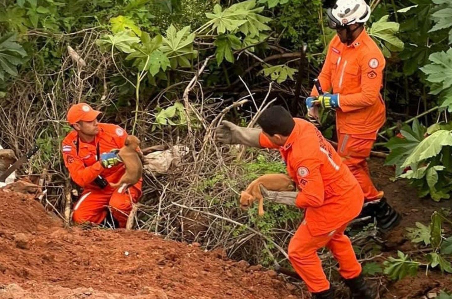 Dez filhotes caninos são resgatados de ribanceira em Serrinha
