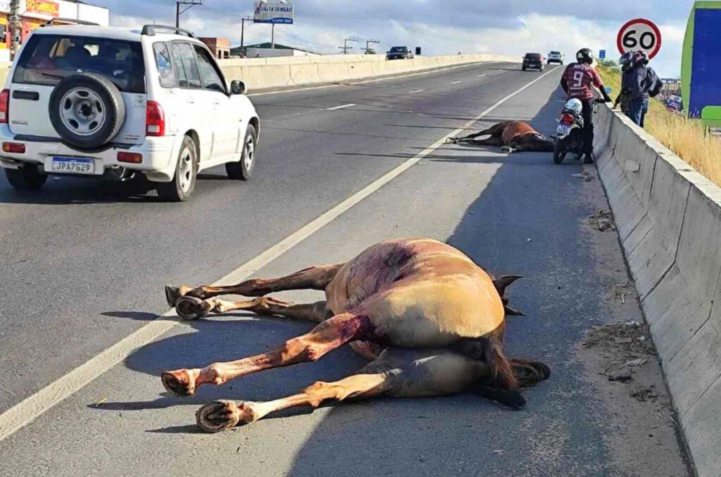 Dois cavalos morrem após serem atropelados em Feira de Santana sentido Serrinha