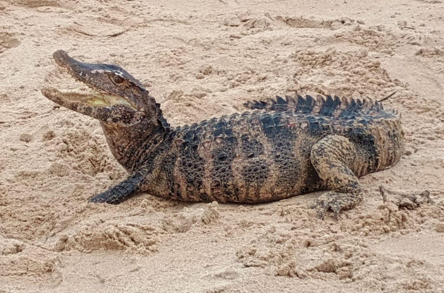 Jacaré surge em praia de Salvador e é resgatado por policiais ambientais