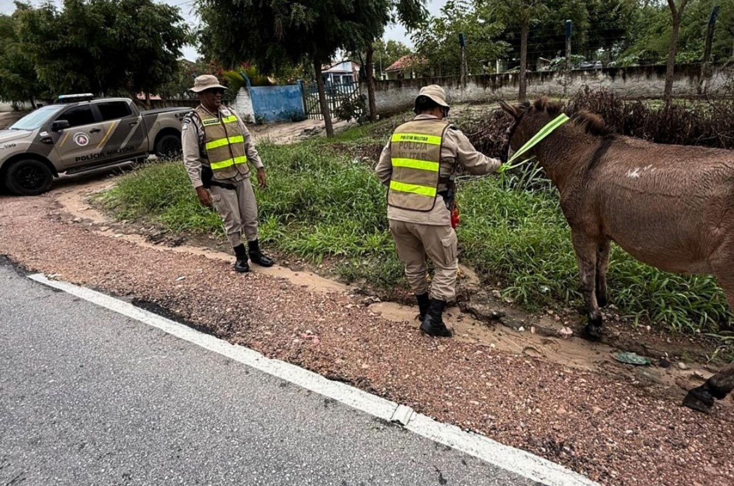 Operação educativa em município da região do sisal alerta para riscos de animais nas pistas