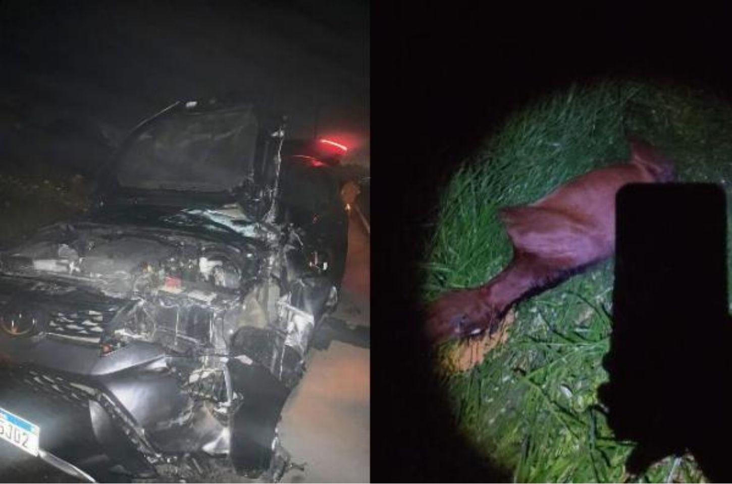 Primeira-dama de Serrinha se envolve em acidente com animal na BR-116