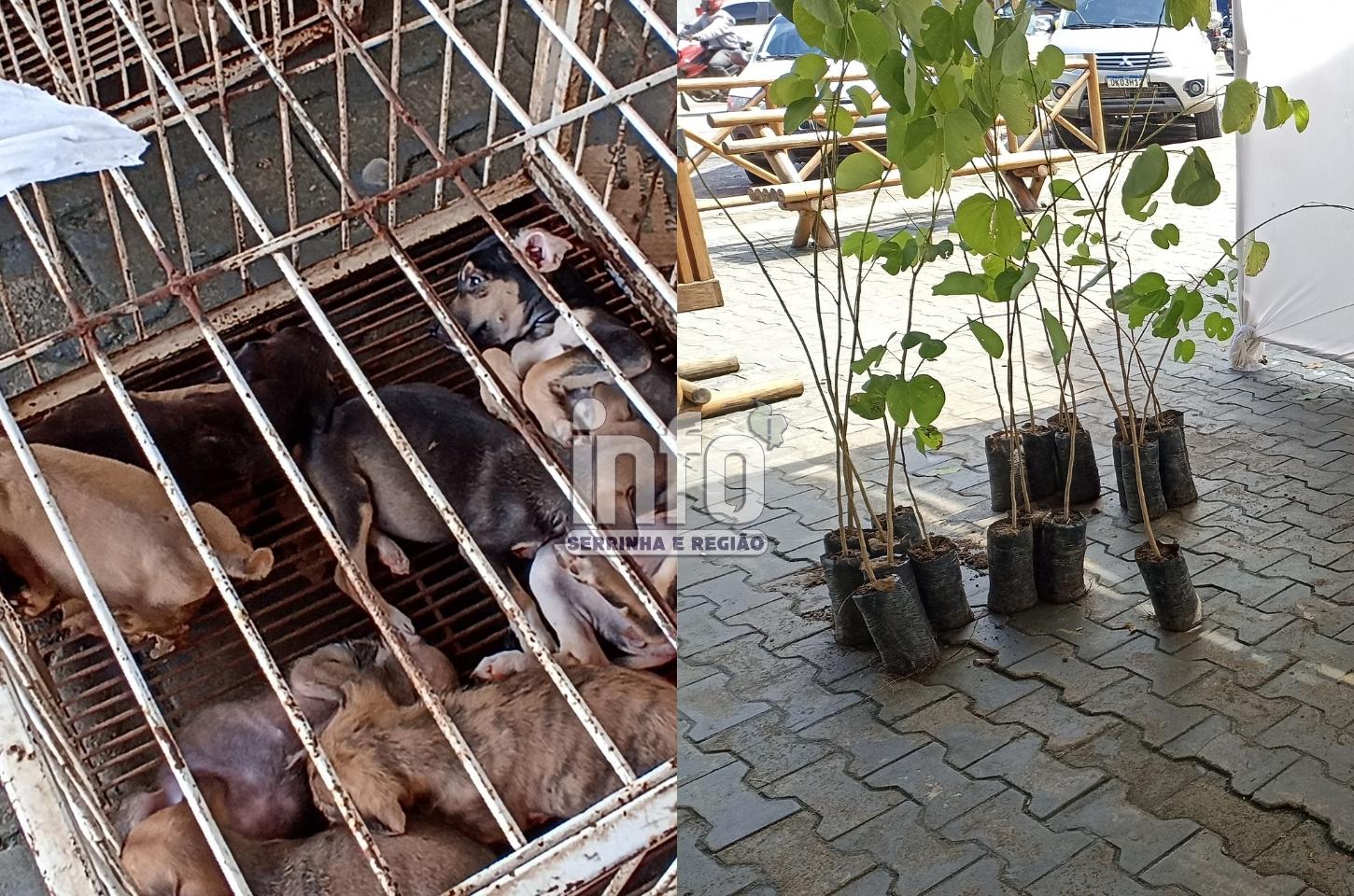 Semana do Meio Ambiente em Serrinha tem doação de mudas e adoção de animais