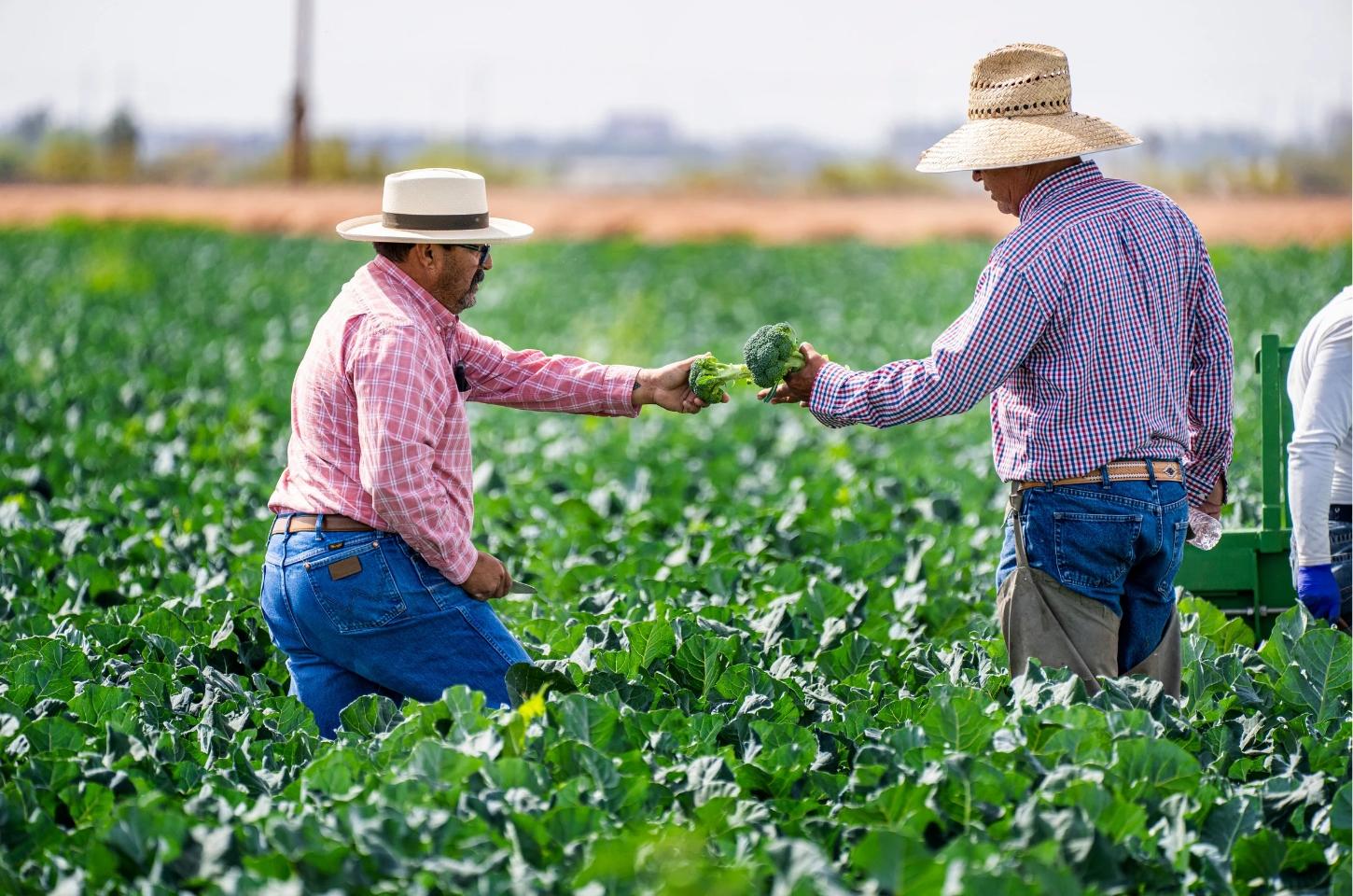 Serrinha institui Programa de Aquisição de Alimentos da Agricultura Familiar