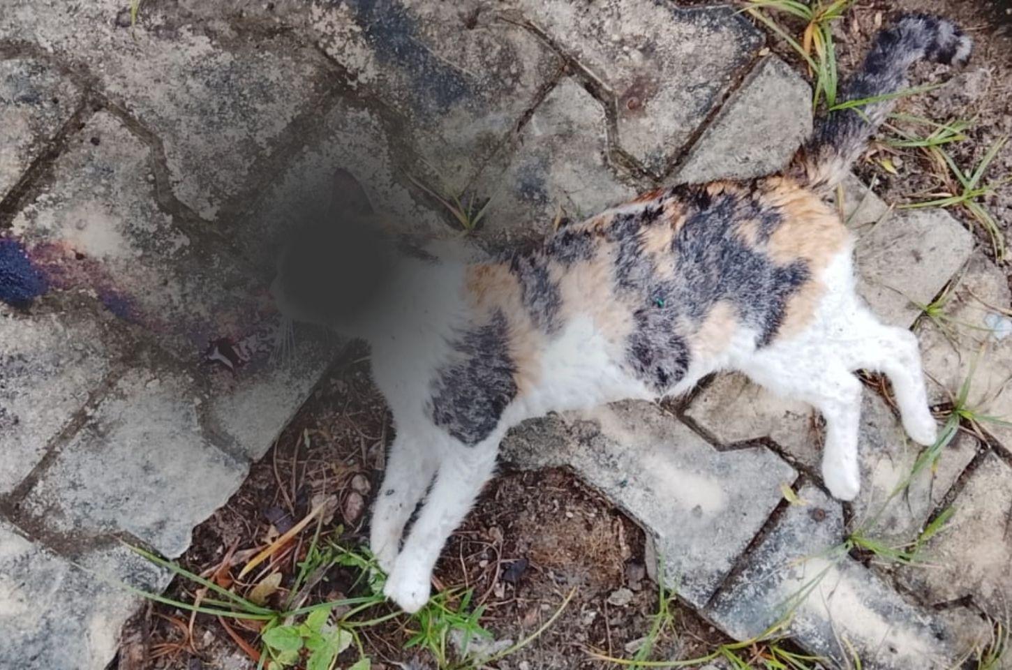 Moradora denuncia envenenamento de gatos em Serrinha