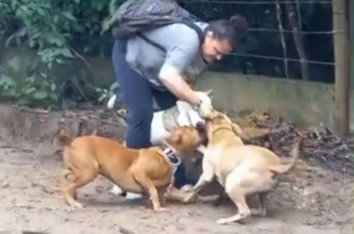 Mulher sofre ataque de pitbulls enquanto passeava com seu cão em praia na Bahia