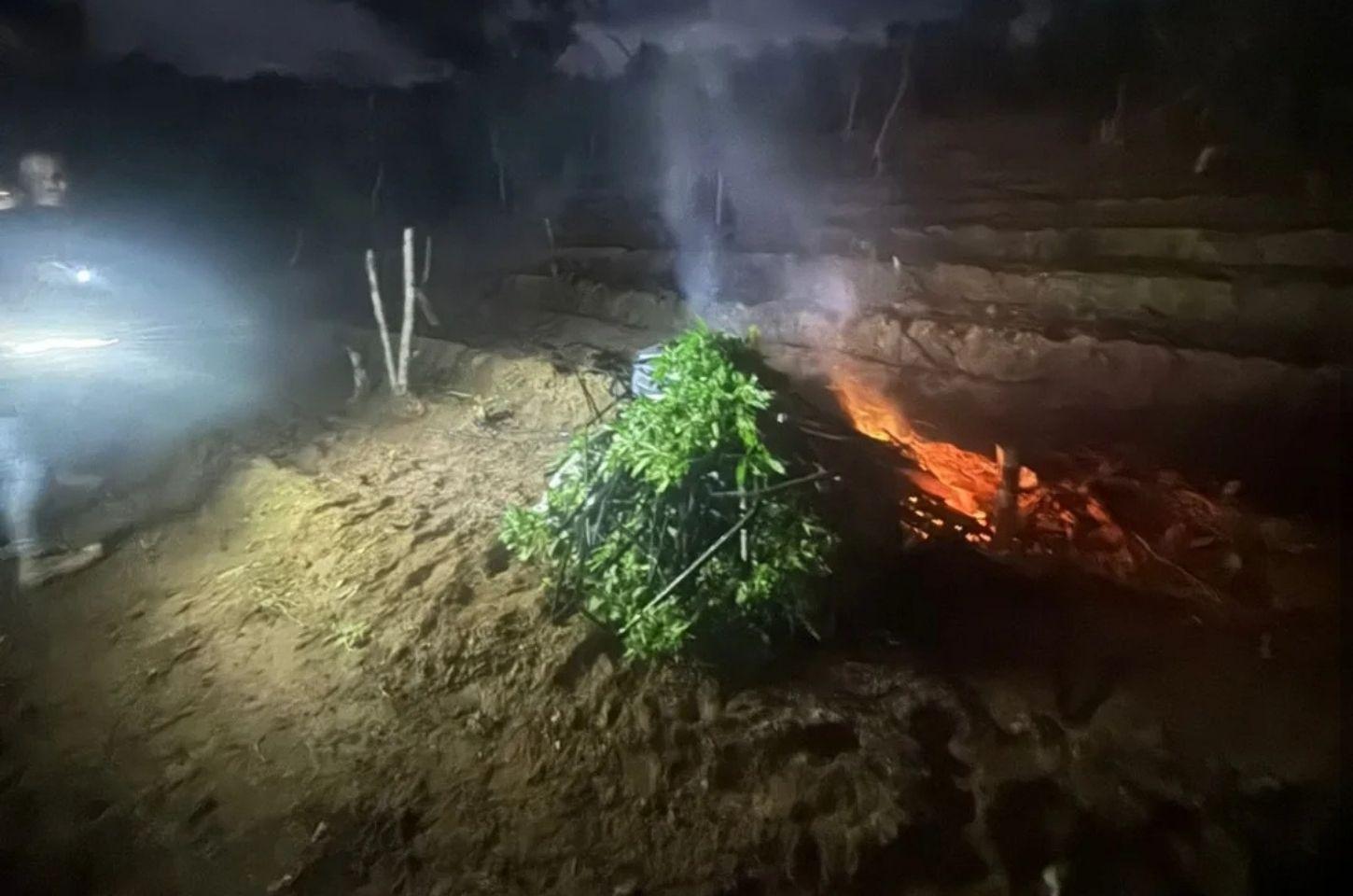 Polícia erradica duas plantações de maconha em zona rural na Bahia 