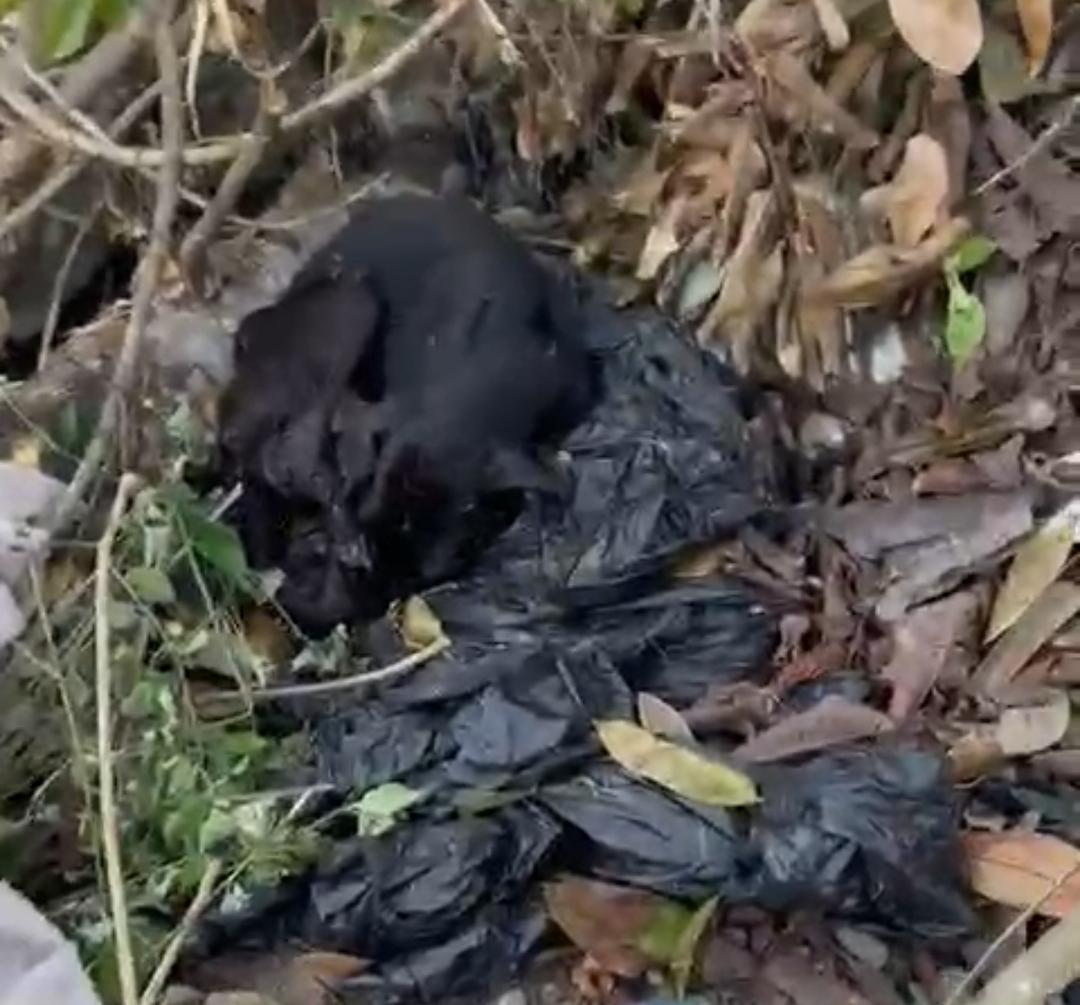 Cadelinha resgatada em lixo morre após dias de cuidados intensivos em Serrinha