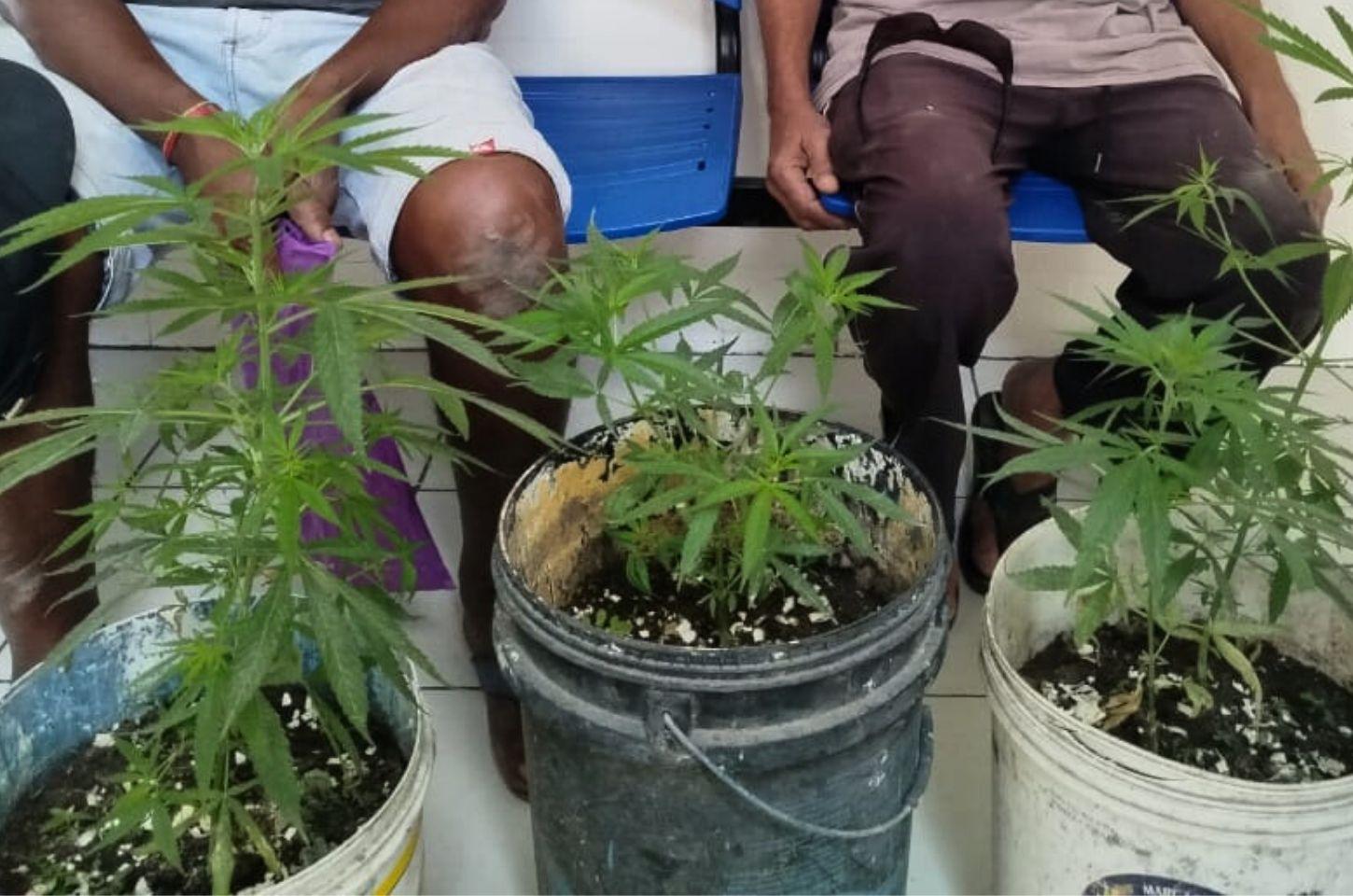Dois idosos são conduzidos à Delegacia por cultivo de maconha em Conceição do Coité