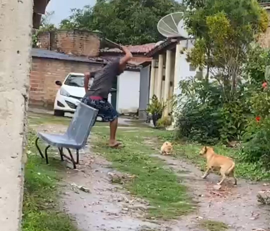 Homem flagrado matando gato em Serrinha pode responder criminalmente por maus-tratos; Confira as punições