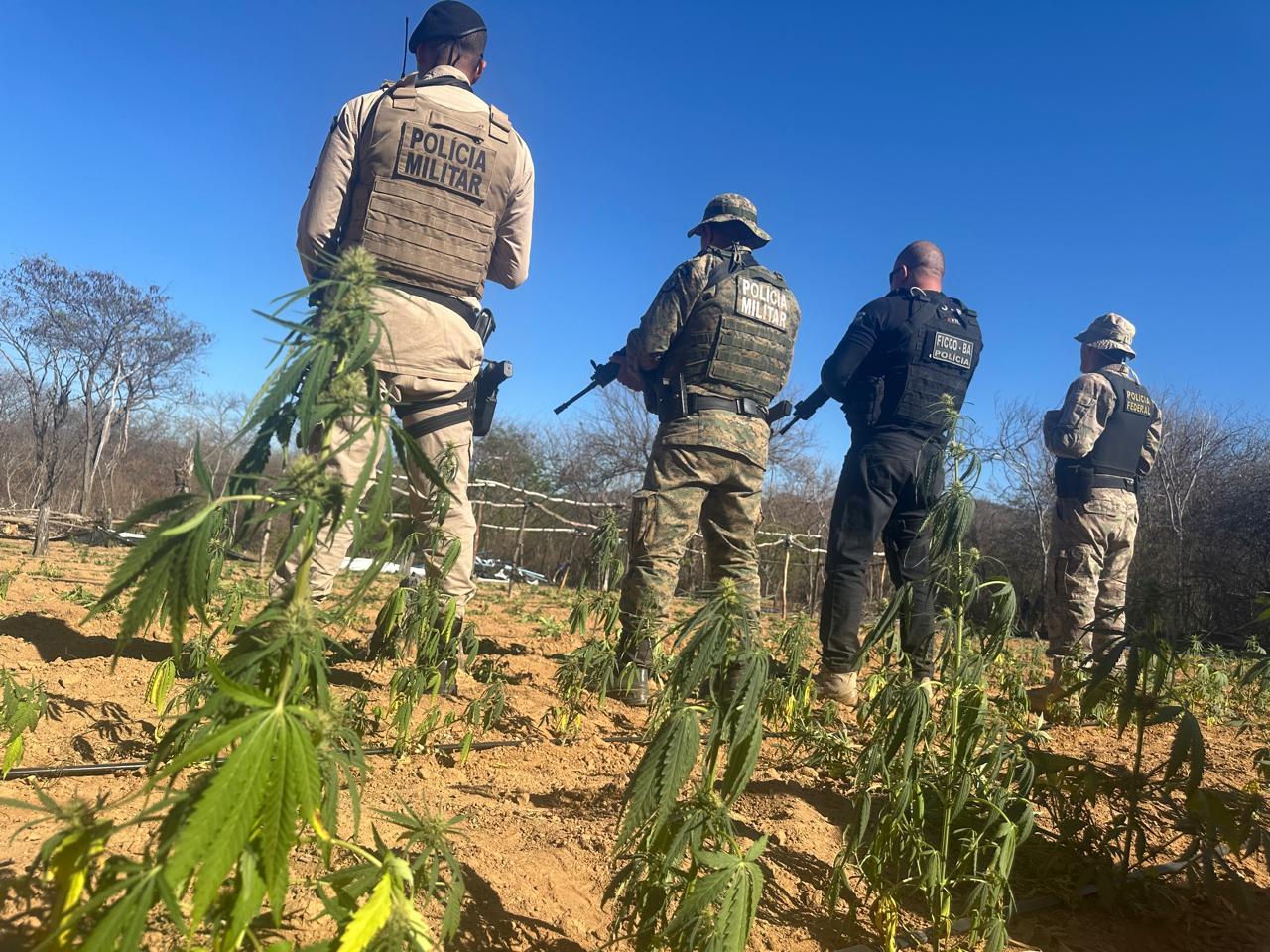 Mais de 20 mil pés de maconha, 300 kg da erva e 30 placas solares são localizados na Bahia
