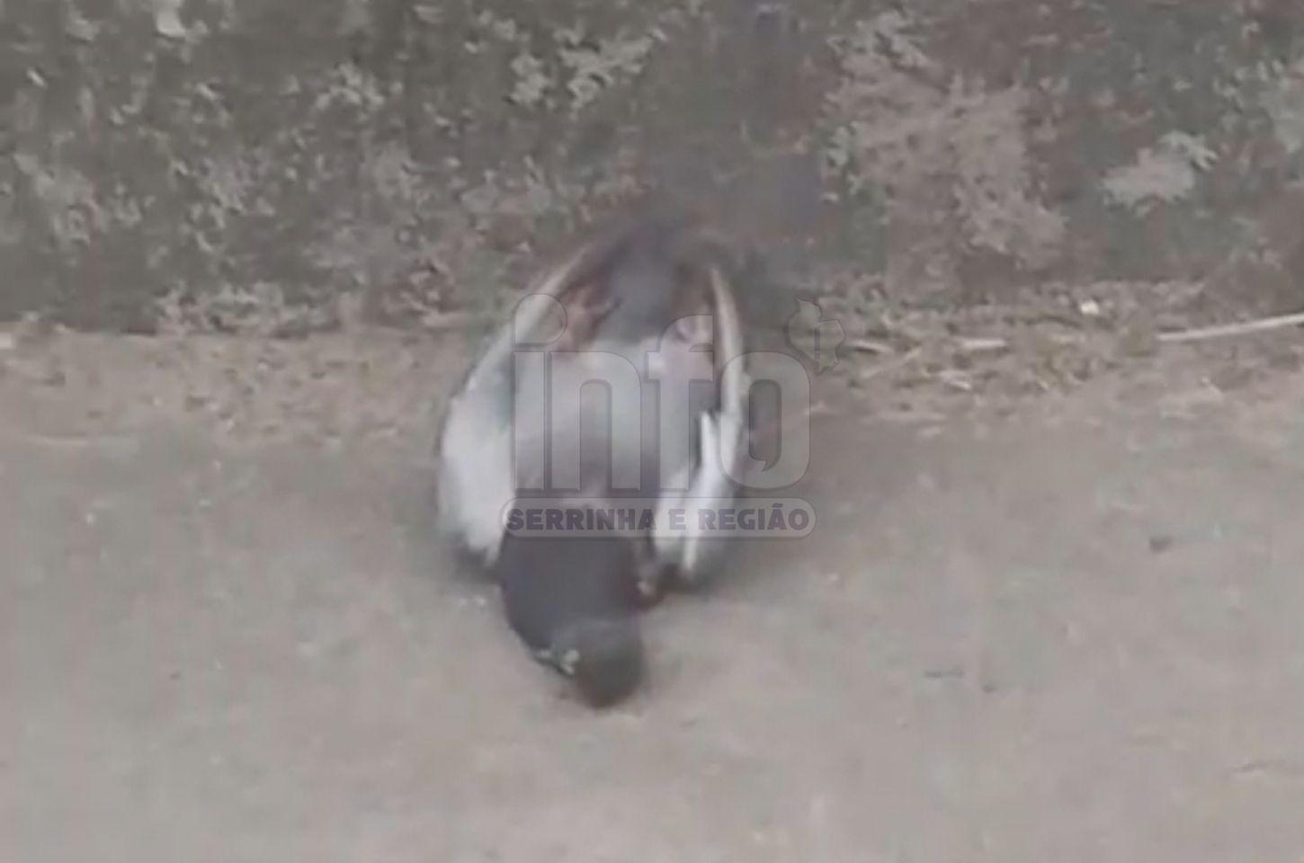 Morador denuncia envenenamento de pombos no entorno do Mercadão de Serrinha