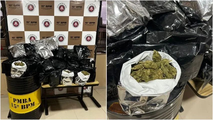Ação policial termina com apreensão de 45 kg de maconha e acidente com viatura na Bahia