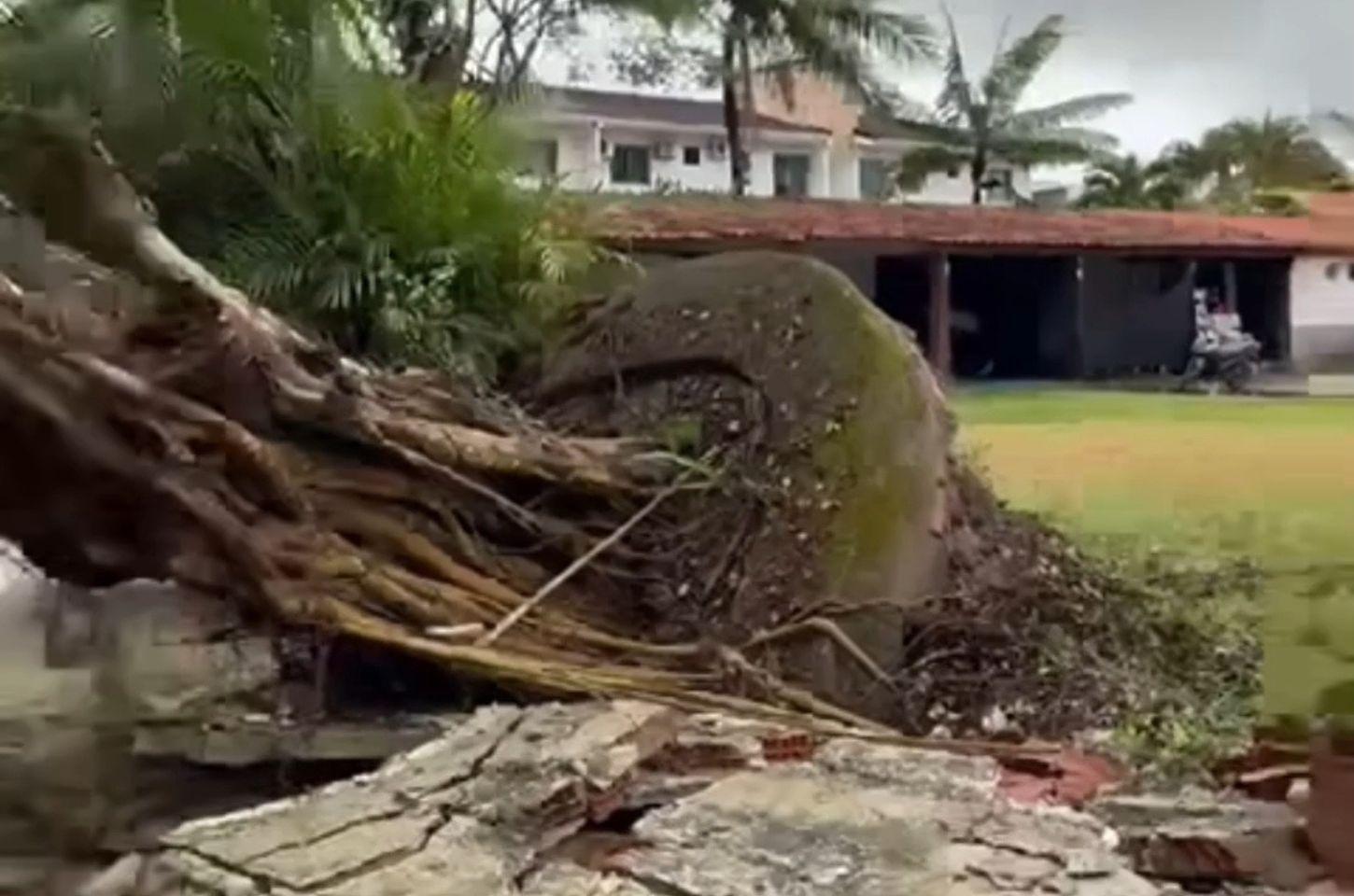Árvore é arrancada pela raiz após vendaval na Bahia