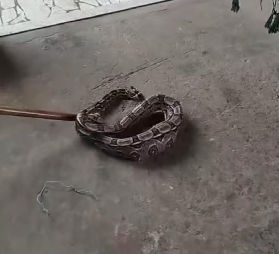 Cobra é encontrada dentro de imóvel na zona rural de Serrinha