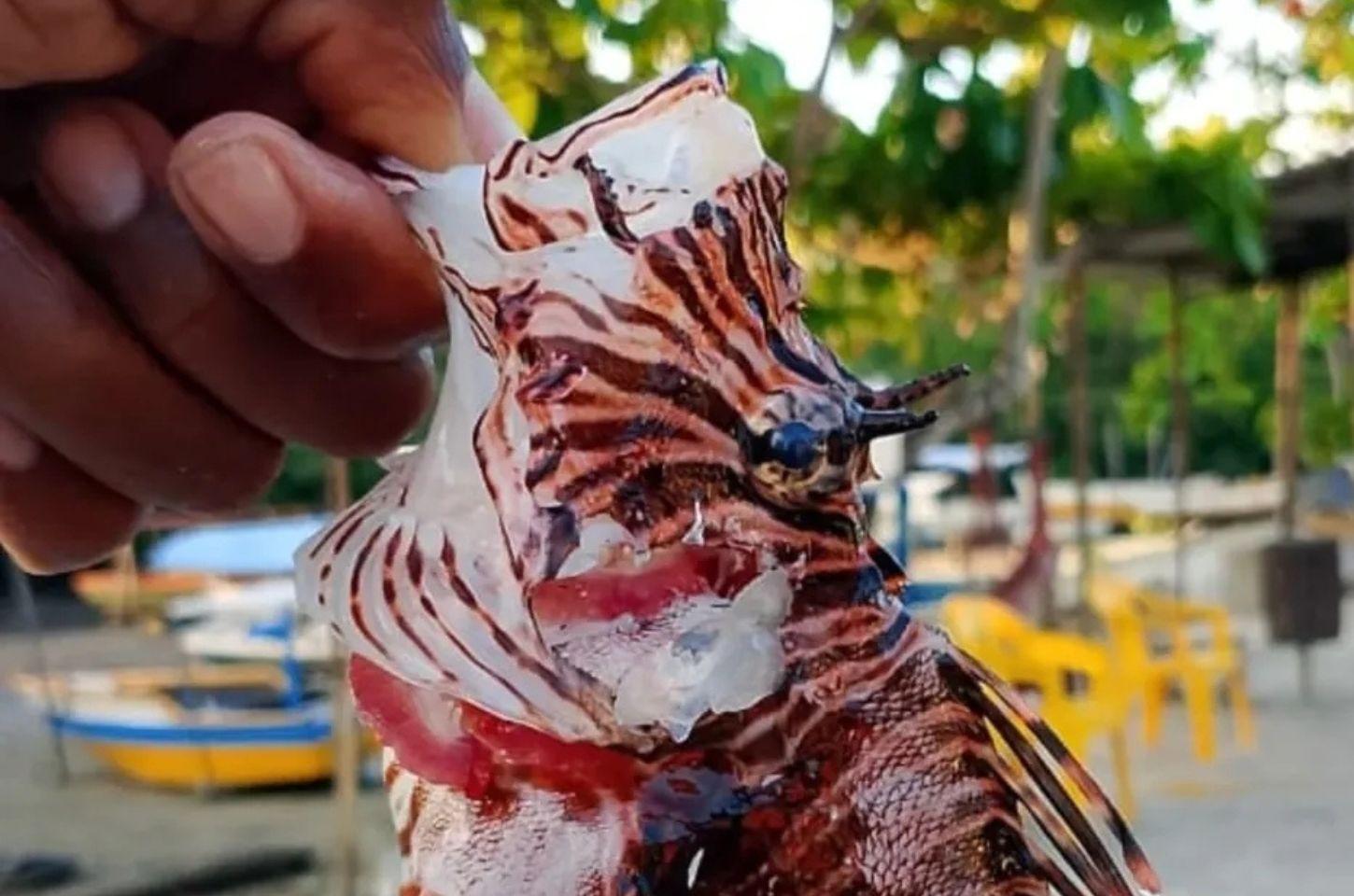 Espécie invasora peixe-leão é capturada na Bahia