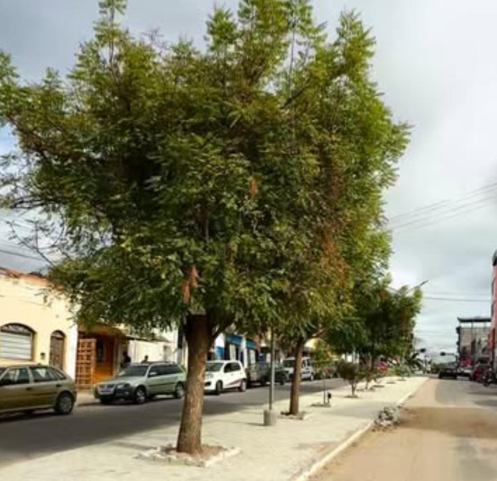 Prefeito de Serrinha anuncia requalificação em outros canteiros centrais da cidade