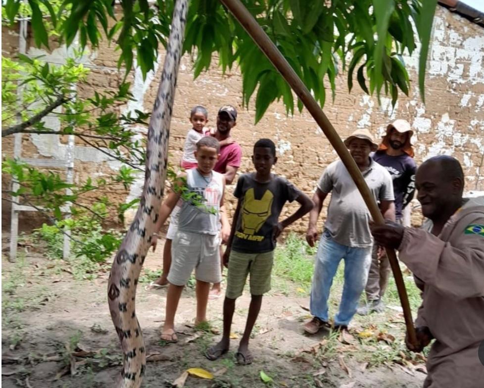 GCM e bombeiros civis resgatam jiboia em Serrinha e realizam reintegração ao habitat natural