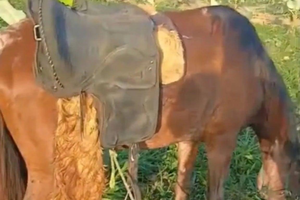 Homem é encontrado morto amarrado a cavalo em zona rural de município baiano