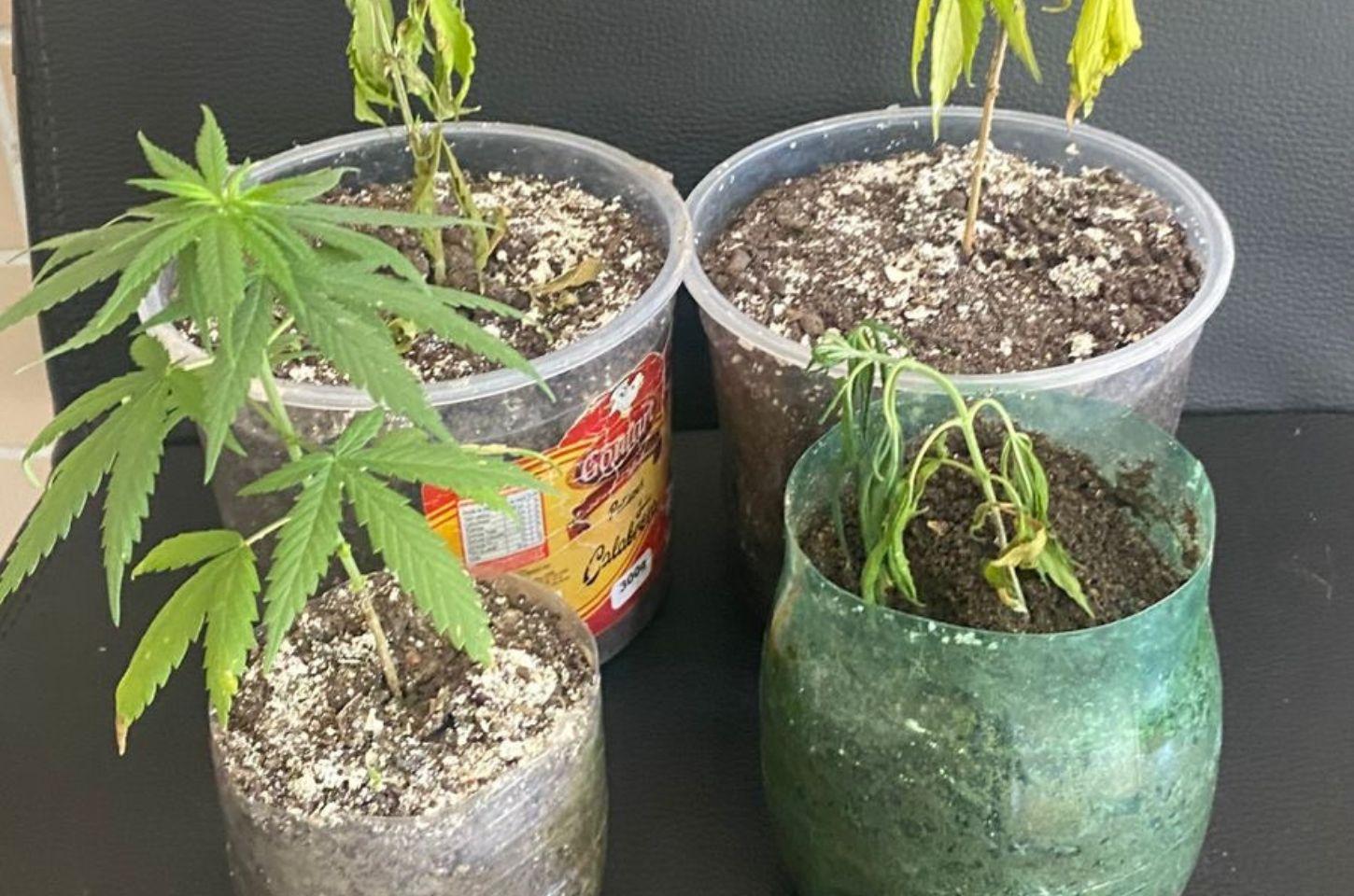 PM apreende adolescente e vasos com pés de maconha em residência na região do sisal 